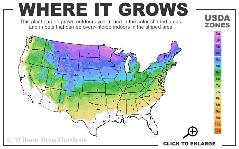 Incrediball Smooth Hydrangea - 3 Gallon Pot - Image 3