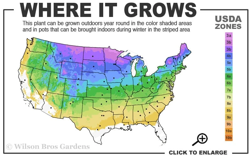 Wild Lowbush Blueberry Plant - 1 Gallon - Image 3