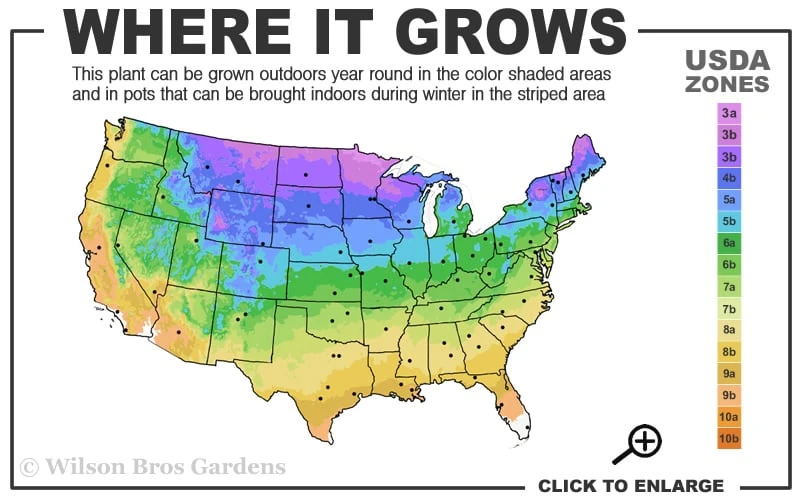 Alexander's White Candy Tuft (Iberis) - 1 Gallon Pot - Image 3