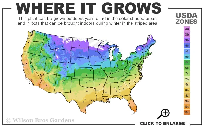 Purpurea Plena Elegans Clematis - 1 Gallon Pot - Image 3