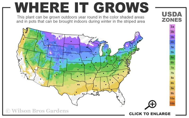 Harry Lauder's Walking Stick - Corylus Avellana 'Contorta' - 5 Gallon Pot - Image 3