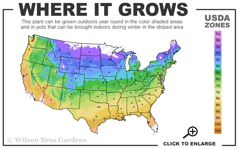 Starry Night Hardy Hibiscus (Rose Mallow) - 1 Gallon Pot - Image 3