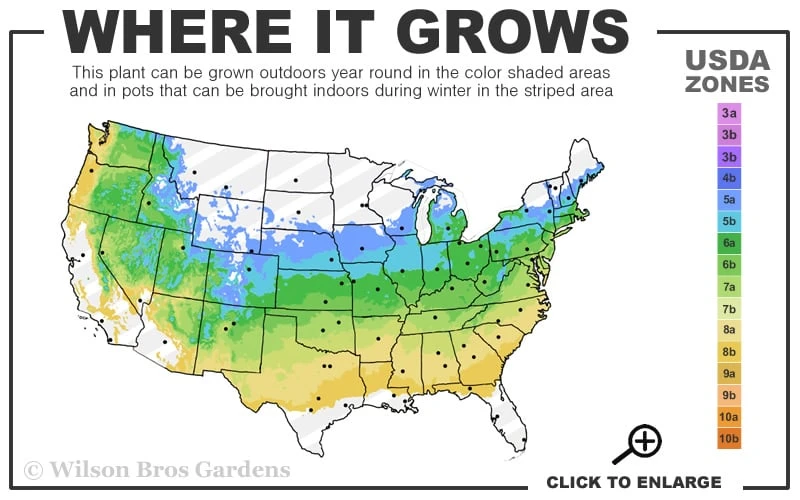 Delaware Valley White Azalea - 1 Gallon Pot - Image 3