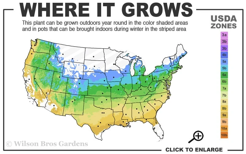 At Last Rose - 3 Gallon Pot - Image 3