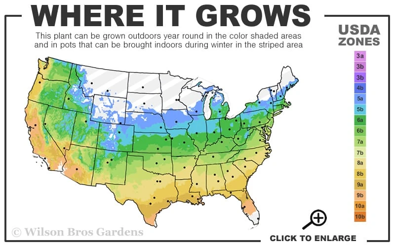Let's Dance 'Big Band' Dwarf Hydrangea - 3 Gallon Pot - Image 3