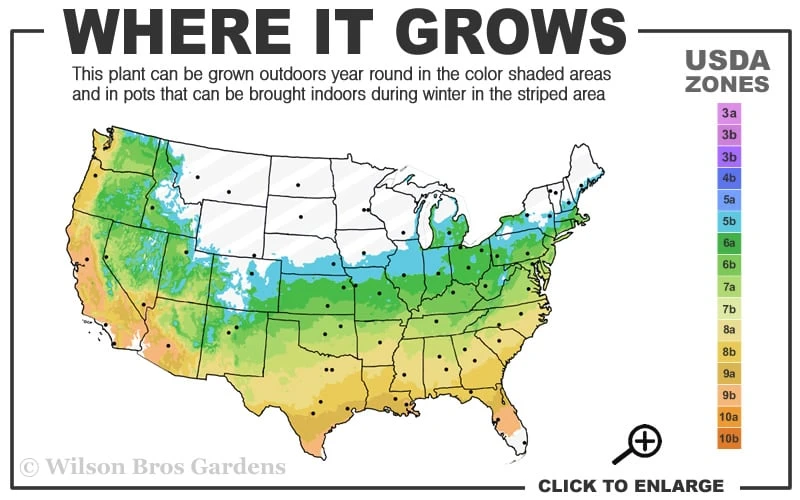 Graham Blandy Columnar Boxwood - 3 Gallon Pot - Image 3