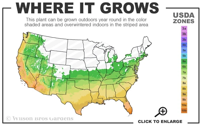 Black Bamboo - Phyllostachys Nigra - 3 Gallon Pot (Multi Cane: 4-6'+) - Image 3