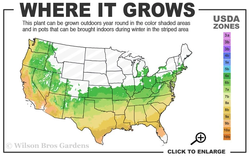 Party Lights Pink Flush Tea Olive - Osmanthus Heterophyllus - 2 Gallon Pot - Image 3