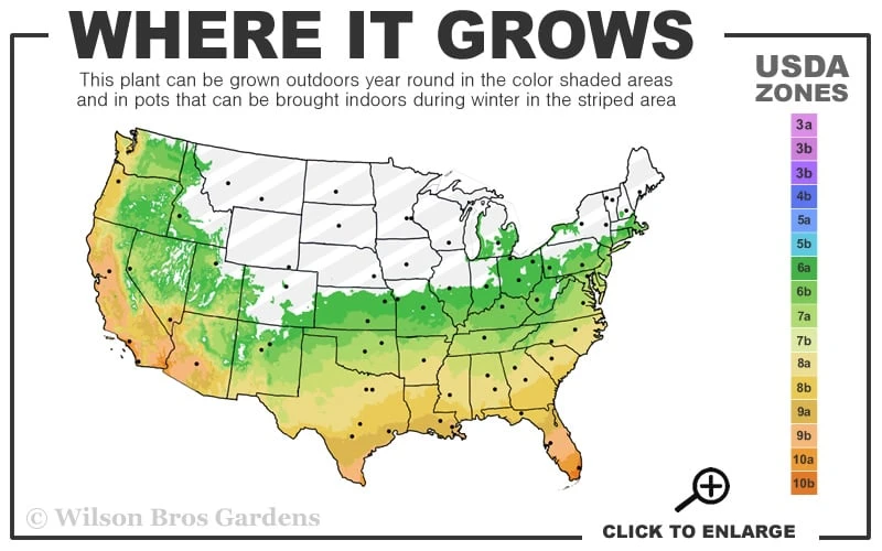 Golden Fishpole Bamboo - Phyllostachys Aurea - 3 Gallon Pot (4-6') - Image 3