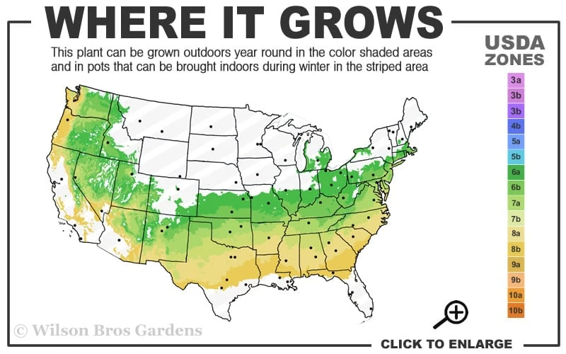 Schip Laurel (Prunus Laurocersasus 'Schipkaensis') - 5 Gallon Pot - Image 3