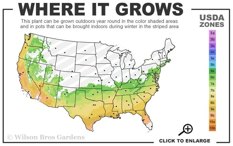 Funky Flow Mahonia - 3 Gallon Pot - Image 3