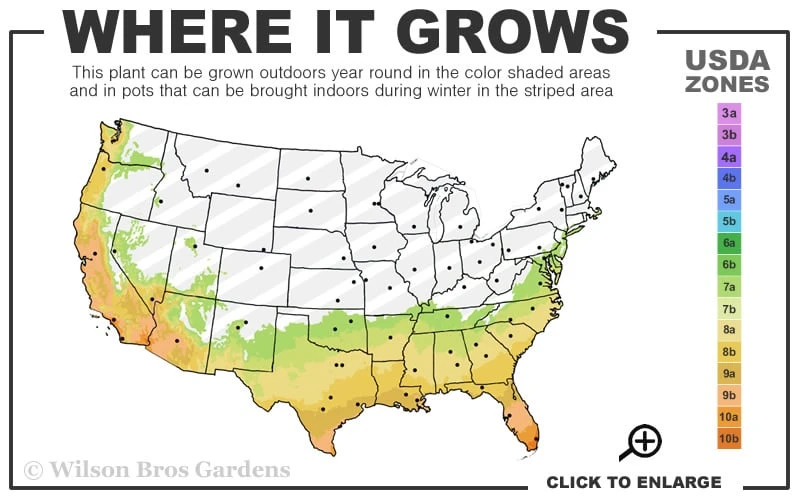 Madison Confederate Jasmine - 1 Gallon Pot - Image 3