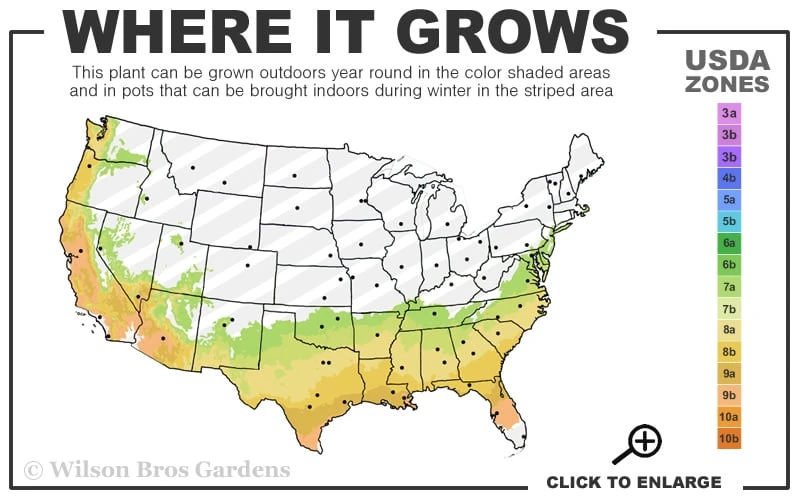 Slim 'N Trim Camellia - 7 Gallon Pot - Image 3