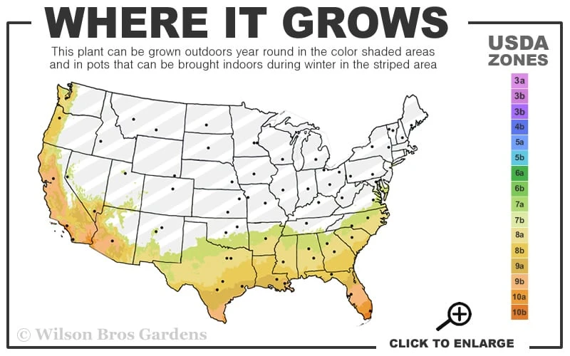 Arbequina Olive Tree - 2 Gallon Pot - Image 3