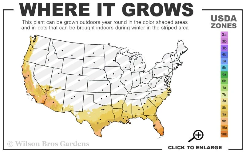 Bluey Cold Hardy Eucalyptus Tree (Eucalyptus Pulverulenta) - 6 Pack Of 1 Gallon Pots - Image 3