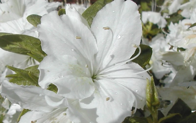 Delaware Valley White Azalea - 1 Gallon Pot - Image 4