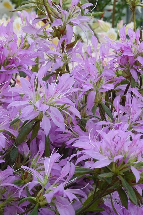 Koromo Shikibu Purple Spider Azalea - 3 Gallon Pot - Image 4