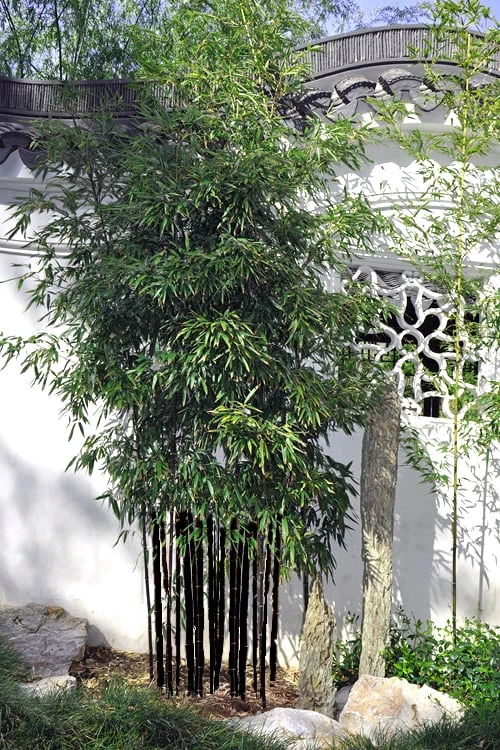 Black Bamboo - Phyllostachys Nigra - 3 Gallon Pot (Multi Cane: 4-6'+) - Image 5