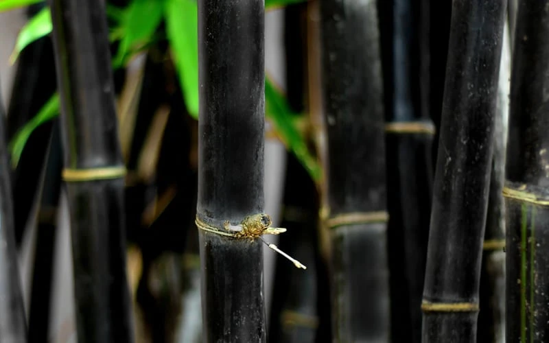 Black Bamboo - Phyllostachys Nigra - 3 Gallon Pot (Multi Cane: 4-6'+) - Image 9