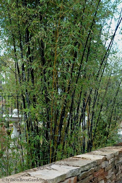 Black Bamboo - Phyllostachys Nigra - 3 Gallon Pot (Multi Cane: 4-6'+) - Image 7