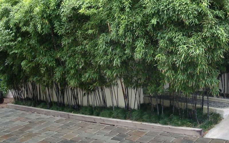 Black Bamboo - Phyllostachys Nigra - 3 Gallon Pot (Multi Cane: 4-6'+) - Image 6