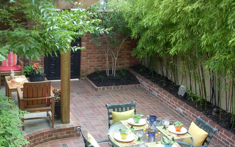 Black Bamboo - Phyllostachys Nigra - 3 Gallon Pot (Multi Cane: 4-6'+) - Image 8