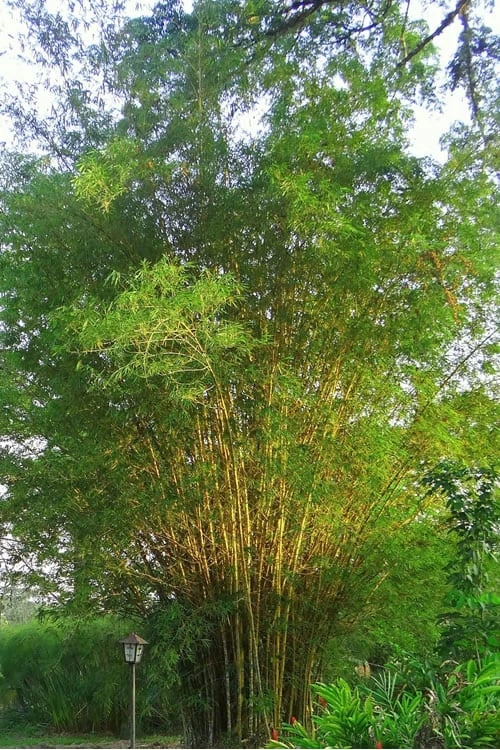 Golden Fishpole Bamboo - Phyllostachys Aurea - 3 Gallon Pot (4-6') - Image 7