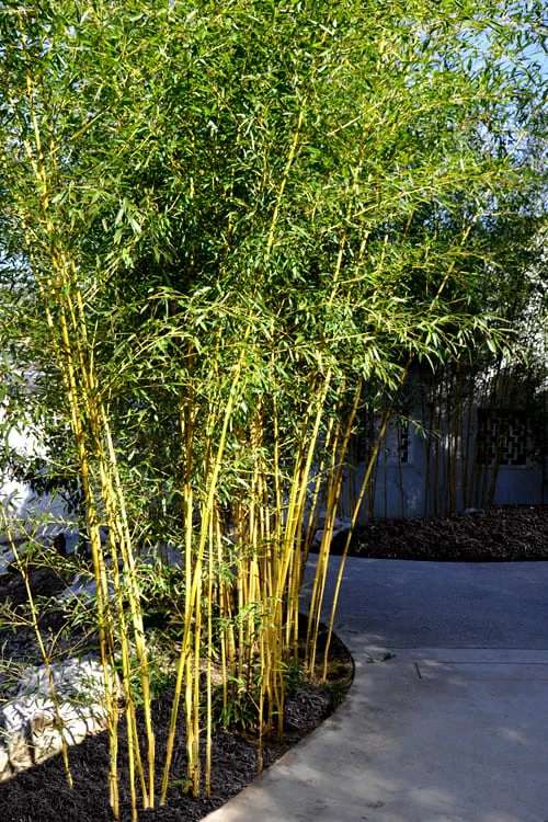 Golden Fishpole Bamboo - Phyllostachys Aurea - 3 Gallon Pot (4-6') - Image 4