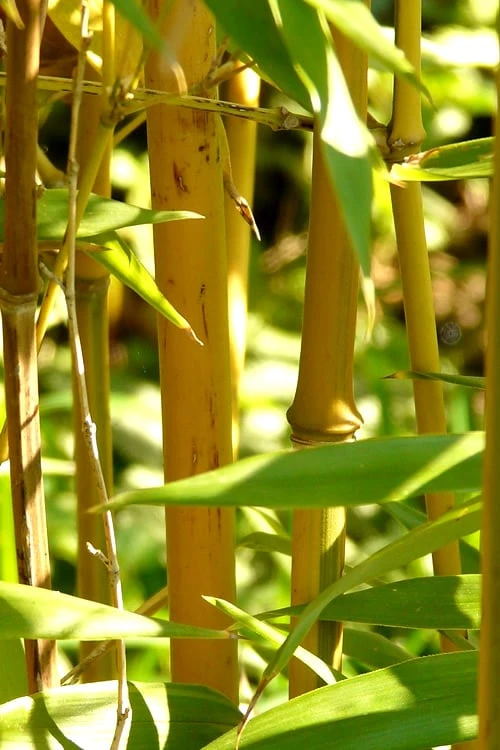 Golden Fishpole Bamboo - Phyllostachys Aurea - 3 Gallon Pot (4-6') - Image 6