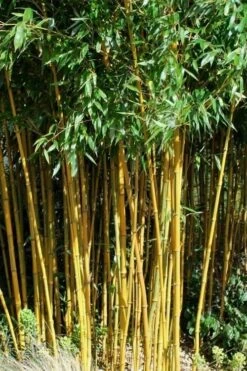 Golden Fishpole Bamboo - Phyllostachys Aurea - 3 Gallon Pot (4-6')