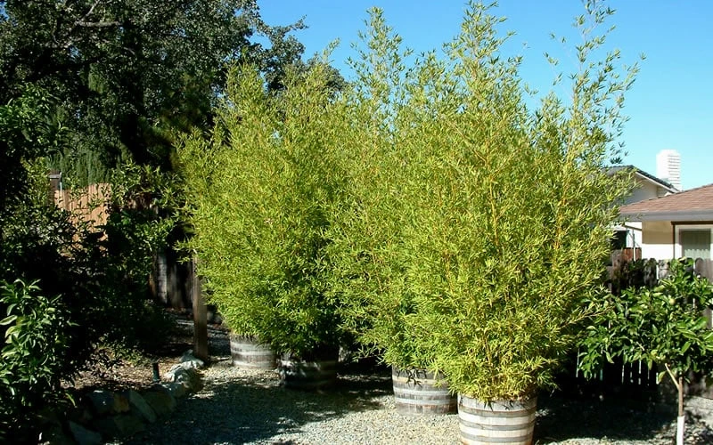 Golden Fishpole Bamboo - Phyllostachys Aurea - 3 Gallon Pot (4-6') - Image 5
