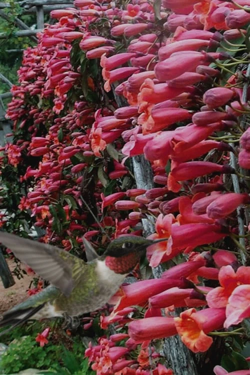 Shalimar Red Crossvine - Bignonia Capreolata - 3 Gallon Pot - Image 5
