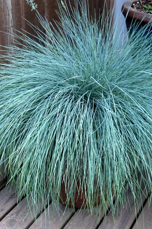 Beyond Blue Festuca (Fescue) - 3 Pack Of Quart Pots - Image 5