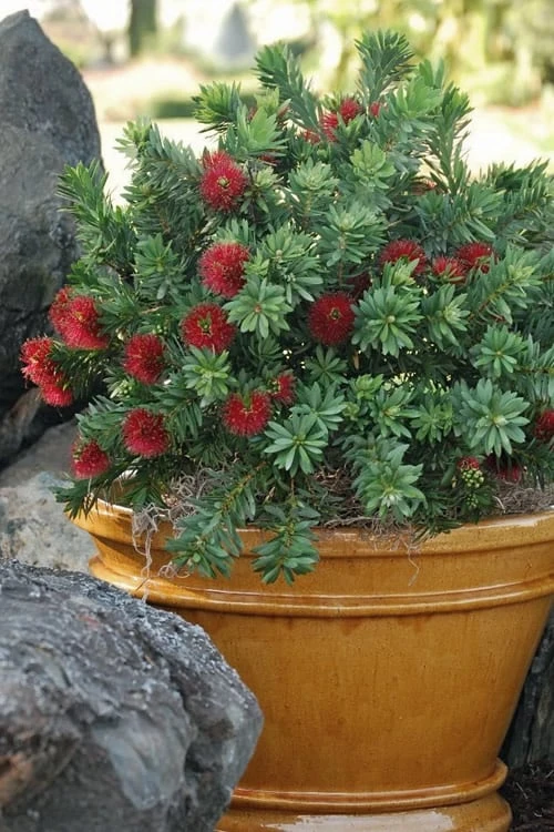Little John Dwarf Red Bottlebrush (Callistemon Citinus) - 1 Gallon Pot - Image 4