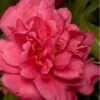 Alabama Beauty Camellia Sasanqua - 3 Gallon Pot