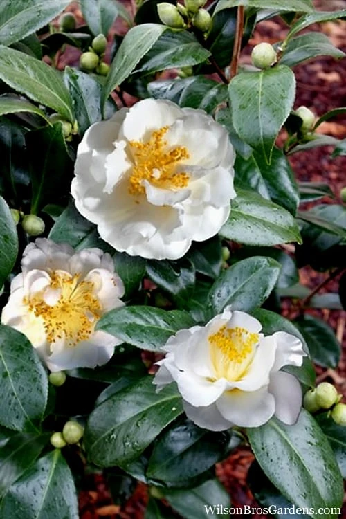 April Snow Camellia Japonica - 1 Gallon Pot - Image 5