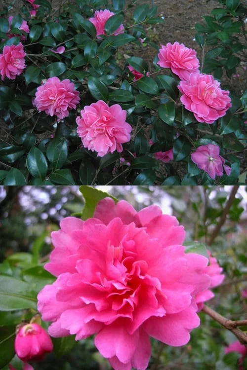 Autumn Spirit Camellia - Hybrid - 3 Gallon Pot - Image 4