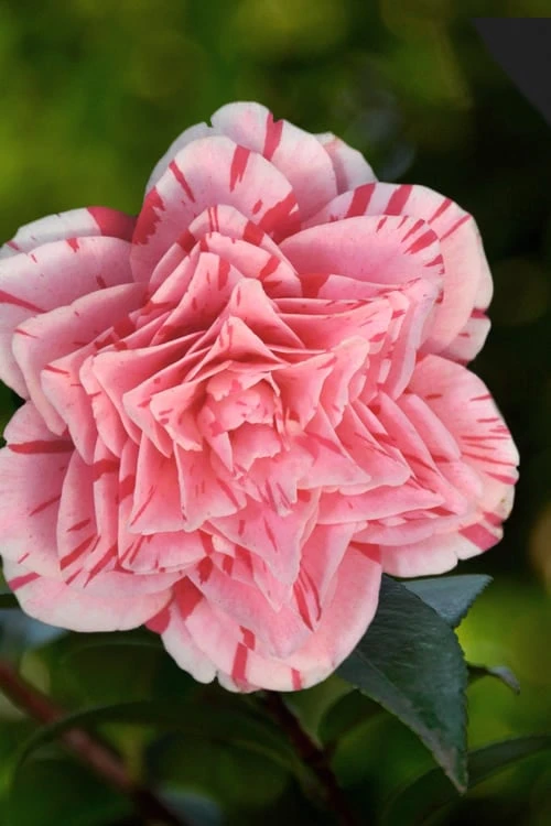Les Marbury Camellia Japonica - 1 Gallon Pot - Image 5