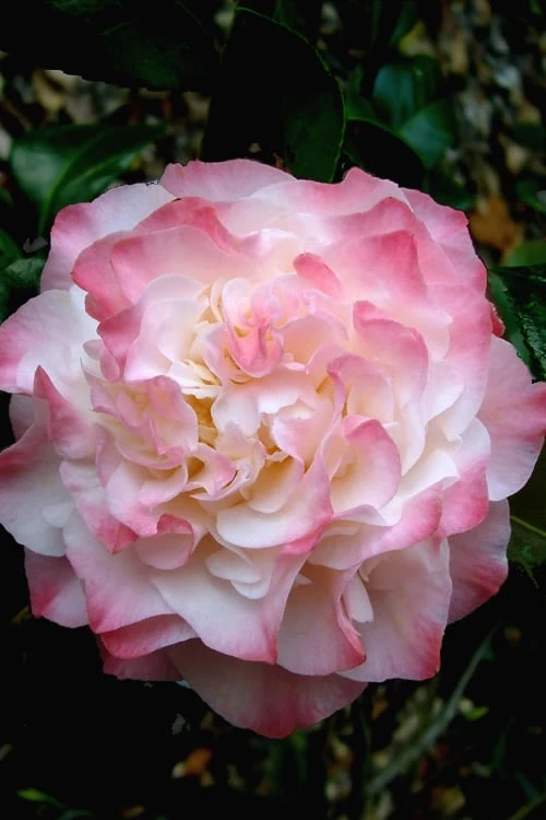 Nuccio's Jewel Camellia Japonica - 1 Gallon Pot