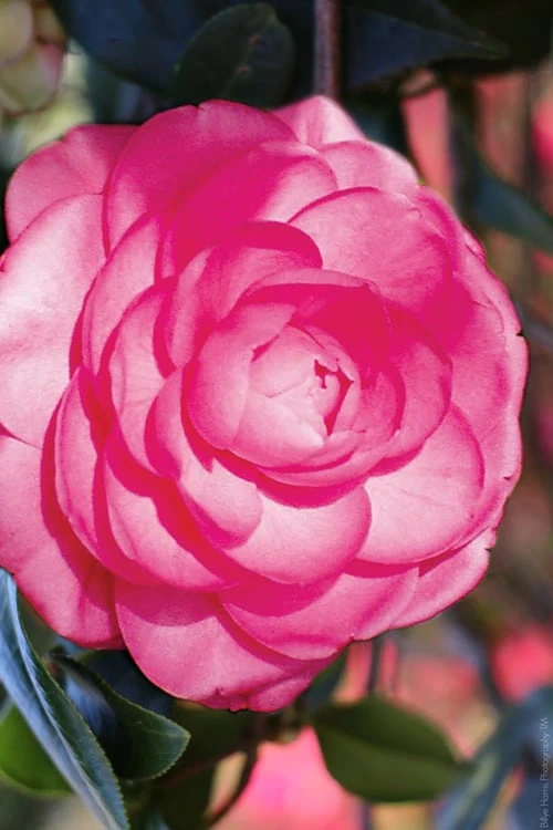 Pink Princess Camellia Japonica - 3 Gallon Pot