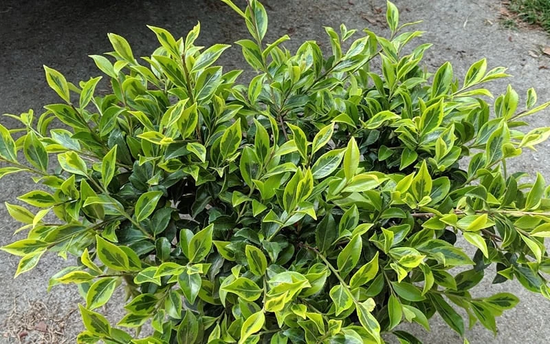 Royal Flush Shi Shi Variegated Camellia Sasanqua - 3 Gallon Pot - Image 4