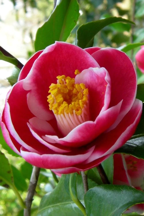 Sadaharu Oh Camellia - 7 Gallon Pot (3-4') - Image 7