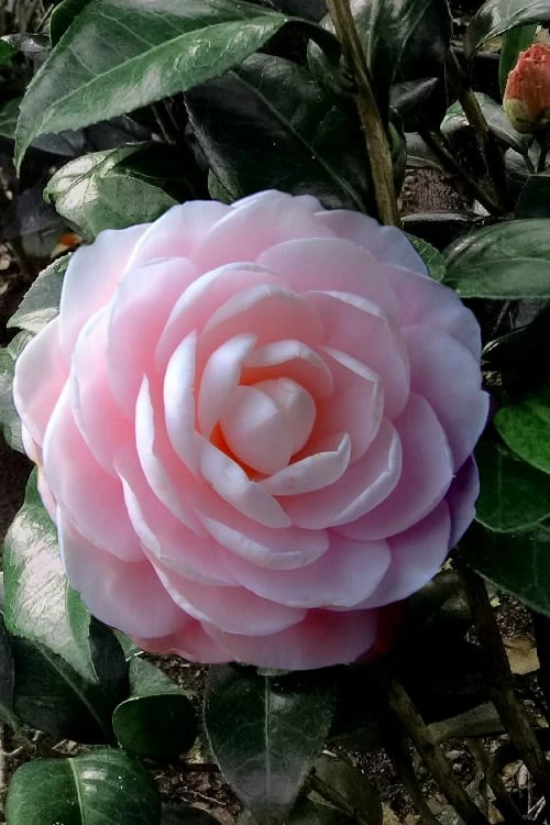 Winter's Rose Cold Hardy Dwarf Camellia - 3 Gallon Pot