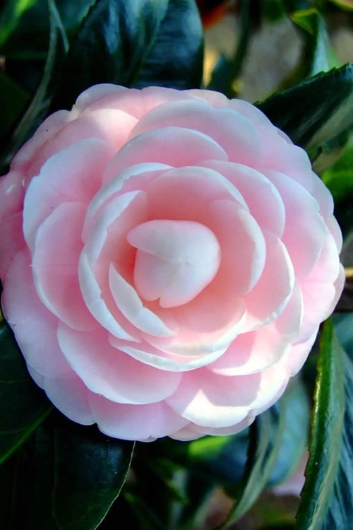 Winter's Rose Cold Hardy Dwarf Camellia - 3 Gallon Pot - Image 4