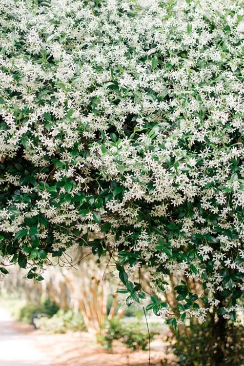 Madison Confederate Jasmine - 1 Gallon Pot - Image 5