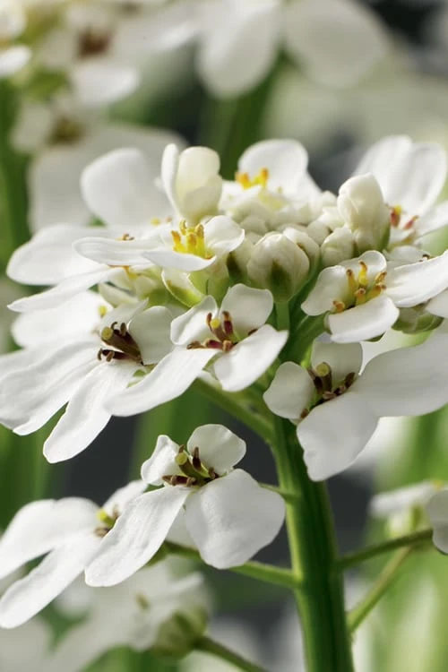 Tahoe Candytuft - Iberis Sempervirens - 10 Count Flat Of Quart Pots - Image 6