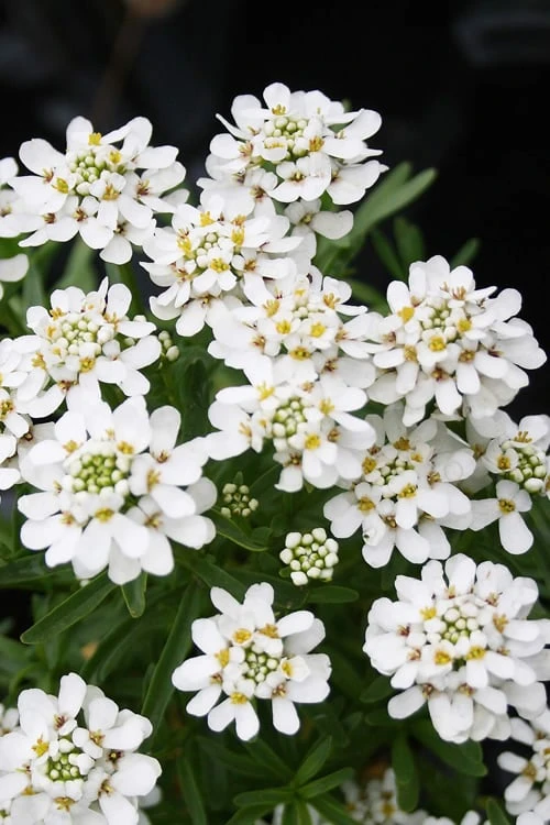 Tahoe Candytuft - Iberis Sempervirens - 10 Count Flat Of Quart Pots - Image 5
