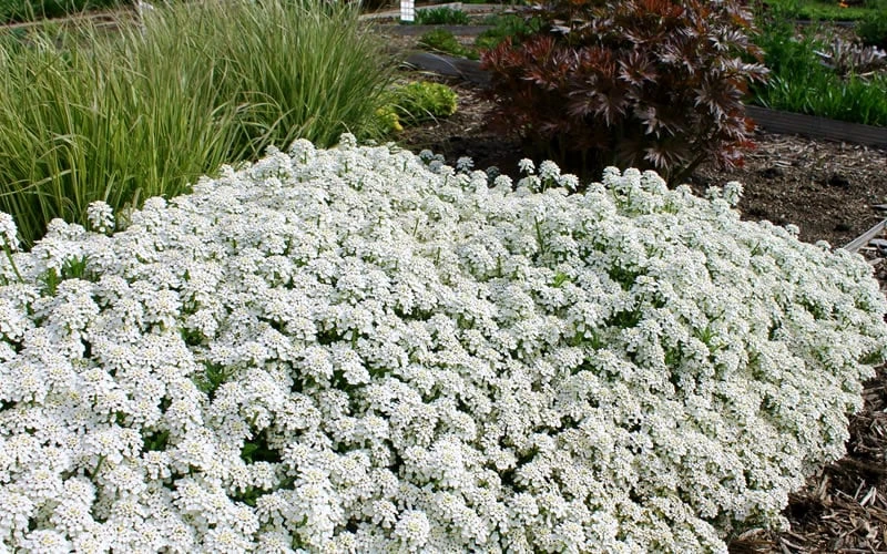 Tahoe Candytuft - Iberis Sempervirens - 10 Count Flat Of Quart Pots - Image 4