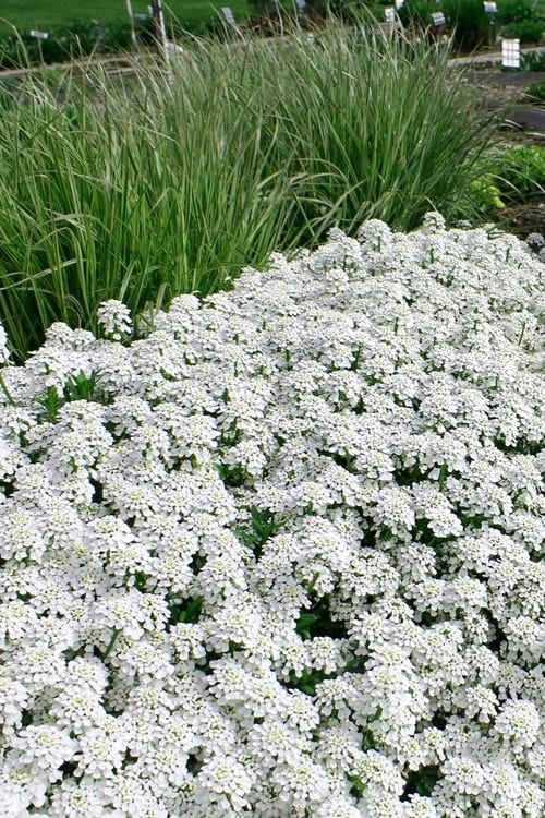 Tahoe Candytuft - Iberis Sempervirens - 10 Count Flat Of Quart Pots - Image 7