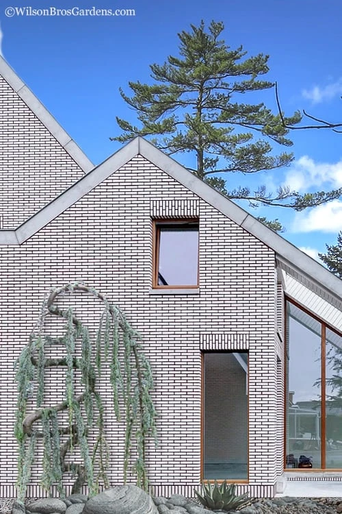 Serpentine Weeping Blue Atlas Cedar - 5 Gallon Pot